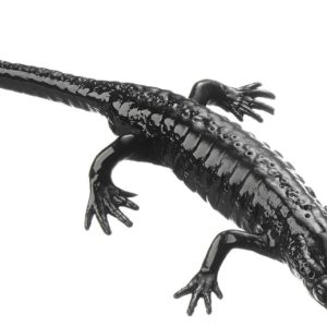 Alpenlandsalamander Model