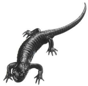 Alpenlandsalamander Model