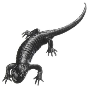 Alpenlandsalamander Model