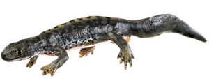Alpenwatersalamander Modellenset, landvorm