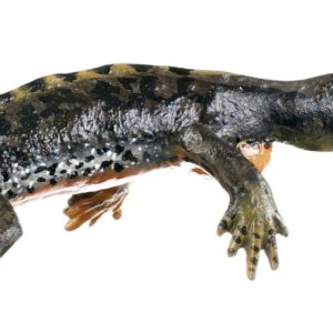 Alpenwatersalamander Modellenset, landvorm