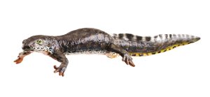 Alpenwatersalamander Modellenset, watervorm