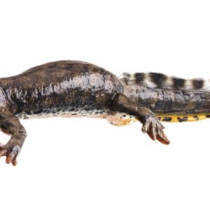 Alpenwatersalamander Modellenset, watervorm