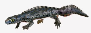 Alpenwatersalamander Modellenset, watervorm