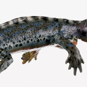Alpenwatersalamander Modellenset, watervorm
