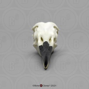Amerikaanse Blauwe Reiger Schedelmodel