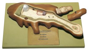 Amoebe Model