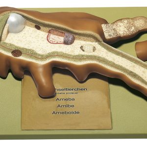 Amoebe Model