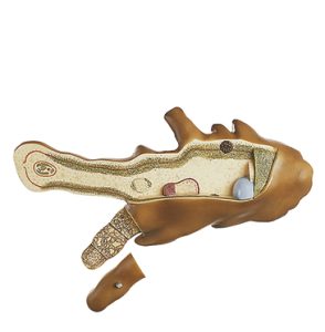 Amoebe Model