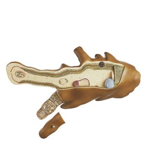 Amoebe Model