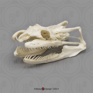 Anaconda Schedelmodel