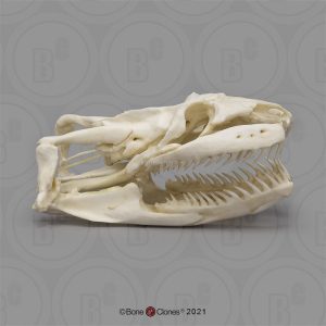 Anaconda Schedelmodel