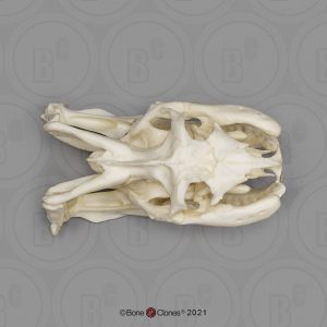 Anaconda Schedelmodel