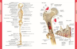 Anatomie van het Menselijk Lichaam