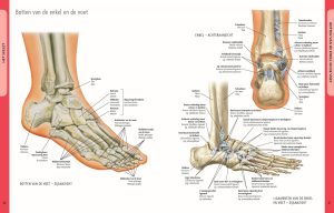 Anatomie van het Menselijk Lichaam