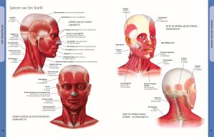 Anatomie van het Menselijk Lichaam