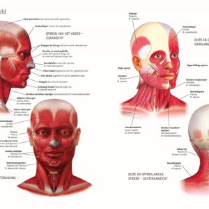Anatomie van het Menselijk Lichaam