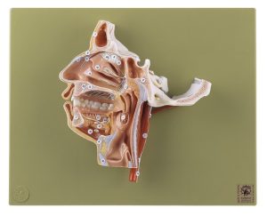 Anatomie Model Doorsnede Hoofd