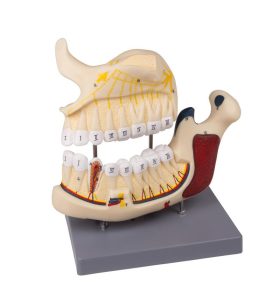 Anatomie Model Gebit (2,5 x vergroot)