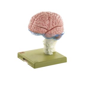Anatomie Model Hersenen, 15-delig
