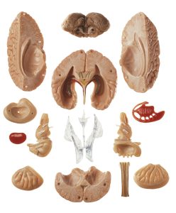 Anatomie Model Hersenen, 15-delig