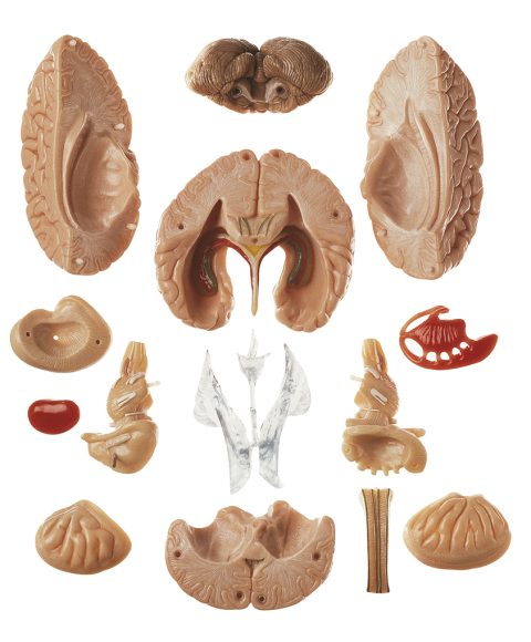 Anatomie Model Hersenen, 15-delig