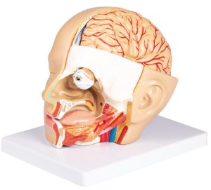 Anatomie Model Hoofd, 4-delig