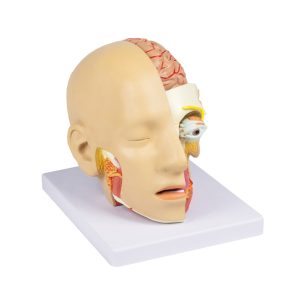 Anatomie Model Hoofd, 4-delig