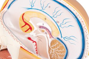 Anatomie Model Hoofd, 4-delig