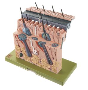 Anatomie Model Huid