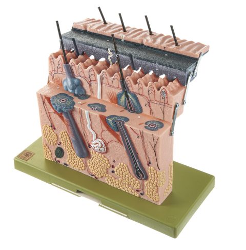 Anatomie Model Huid