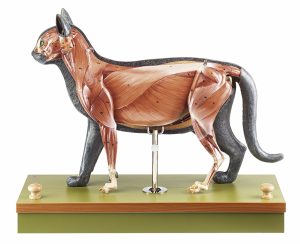 Anatomie Model Kat