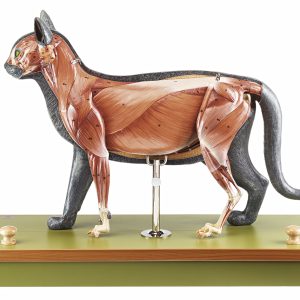 Anatomie Model Kat