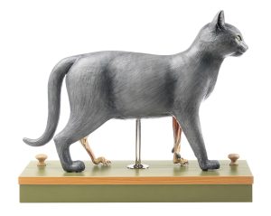 Anatomie Model Kat