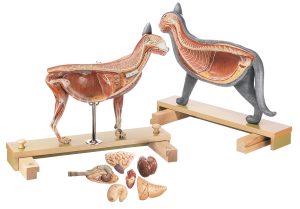 Anatomie Model Kat
