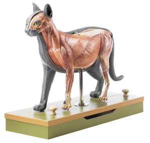 Anatomie Model Kat
