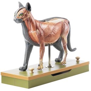Anatomie Model Kat