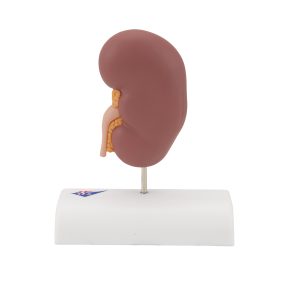 Niersteen Model
