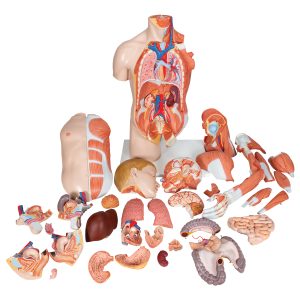 Anatomisch Model Torso met Armspieren, 33-delig
