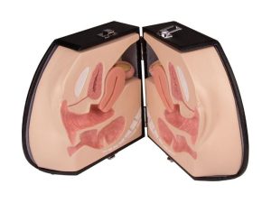 Anatomie Model Vrouwelijke Genitaliën