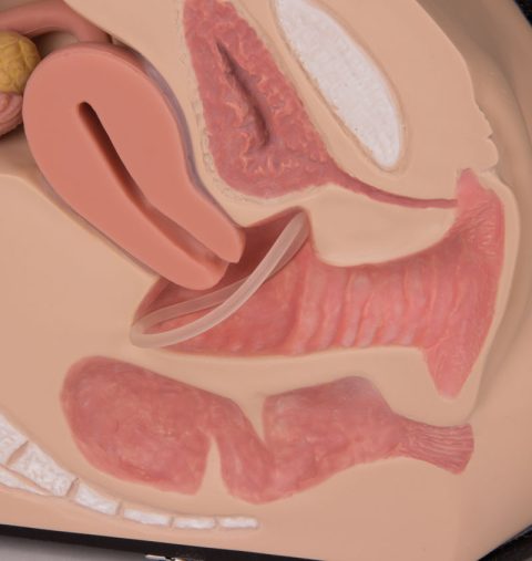 Anatomie Model Vrouwelijke Genitaliën