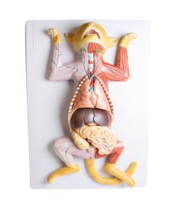 Anatomie Model Zwangere Kat , 9-delig