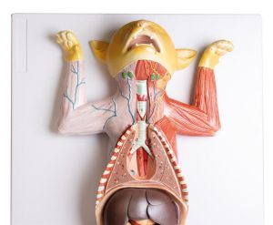 Anatomie Model Zwangere Kat , 9-delig