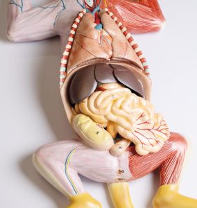 Anatomie Model Zwangere Kat , 9-delig