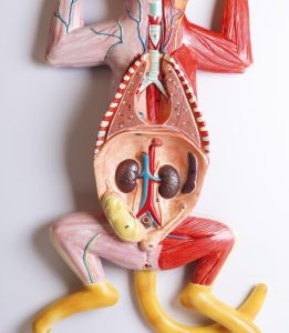 Anatomie Model Zwangere Kat , 9-delig