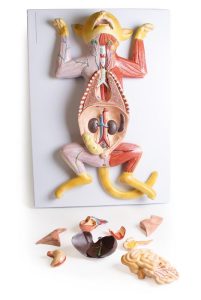 Anatomie Model Zwangere Kat , 9-delig