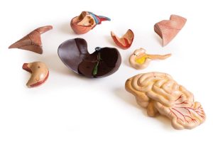 Anatomie Model Zwangere Kat , 9-delig