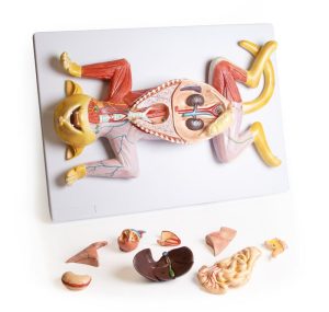 Anatomie Model Zwangere Kat , 9-delig