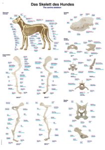 Anatomie Poster Hond Skelet, 50 x 70 cm, Papier