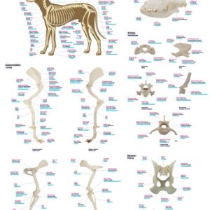 Anatomie Poster Hond Skelet, 50 x 70 cm, Papier